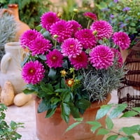 Bahçe Durumu Ampul Dahlia Claudette, Canlı Çiçek Yumruları