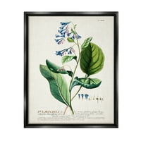 Stupell Sanayi Botanik Bitki İllüstrasyon Mavi Çiçekler Vintage Tasarım Jet Siyah Çerçeveli Yüzen Tuval Duvar Sanatı,