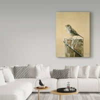 Marka Güzel Sanatlar 'Savannah Sparrow' Tuval Sanatı Ron Parker