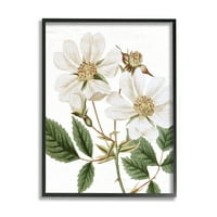 Stupell Industries York Vintage Çiçek Botanik Baskısının Beyaz Gülü, 30, Harfli ve Astarlı Tasarım