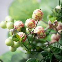 17 H Sullivans Berry Yeşillik Küçük Çelenk, Çok Renkli