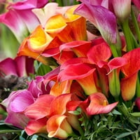 Van Zyverden gelinçiceği Mi Uyuyan Çiçek Soğanı Kısmi Güneş; 3-6 saat Çok Renkli