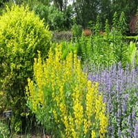 Uzman Bahçıvan 2.5QT Ligustrum Vicaryi Kurtbağrı Yaprak Döken Canlı Bitkiler Tam Güneş Sarı 1