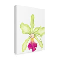 Marka Güzel Sanatlar 'Küçük Orkide Güzellik III' Jennifer Goldberger'in Tuval Sanatı