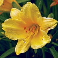 Mutlu Dönüşler Daylily Sarı Çiçek Açan Çok Yıllık - Tam Güneş Canlı Dış Mekan Bitkisi